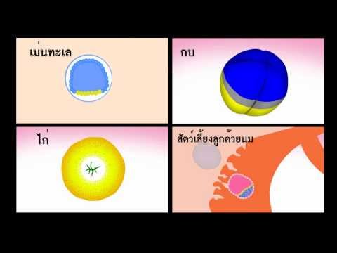 วีดีโอ: Gastrula มีกี่เซลล์?