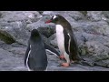 The hunt of the Leopard Seal