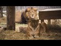 Lions marlene  wally arrive at the wildcat sanctuary