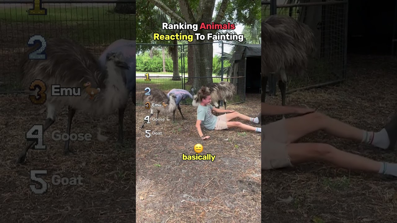 Ranking Animals Reacting To Fainting