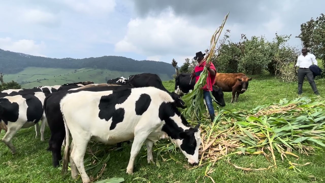 Igishengo Gashefu wumutaganya yazisuye#Amakombe