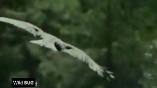 Famous Most brutal eagle attack on prey all the time Wealth