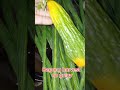 #BungaNgMalunggay #BungaNgAmpalaya #bagongpitas #FreshGulay sa#backyardgarden #backyardoasis