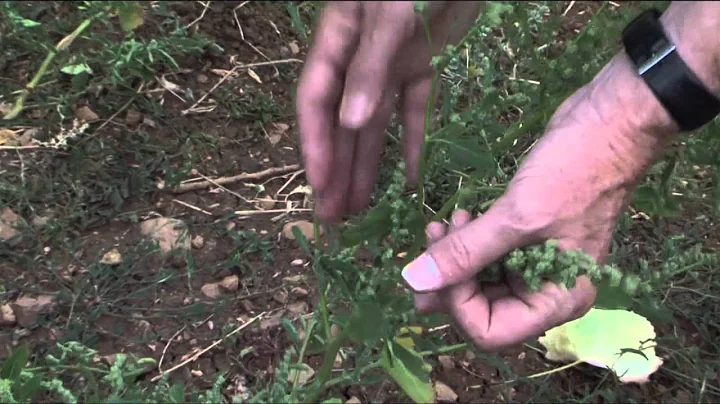 The Nutritional Benefits of Lambs Quarter