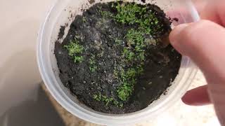 Tobacco and Tomato Seedlings