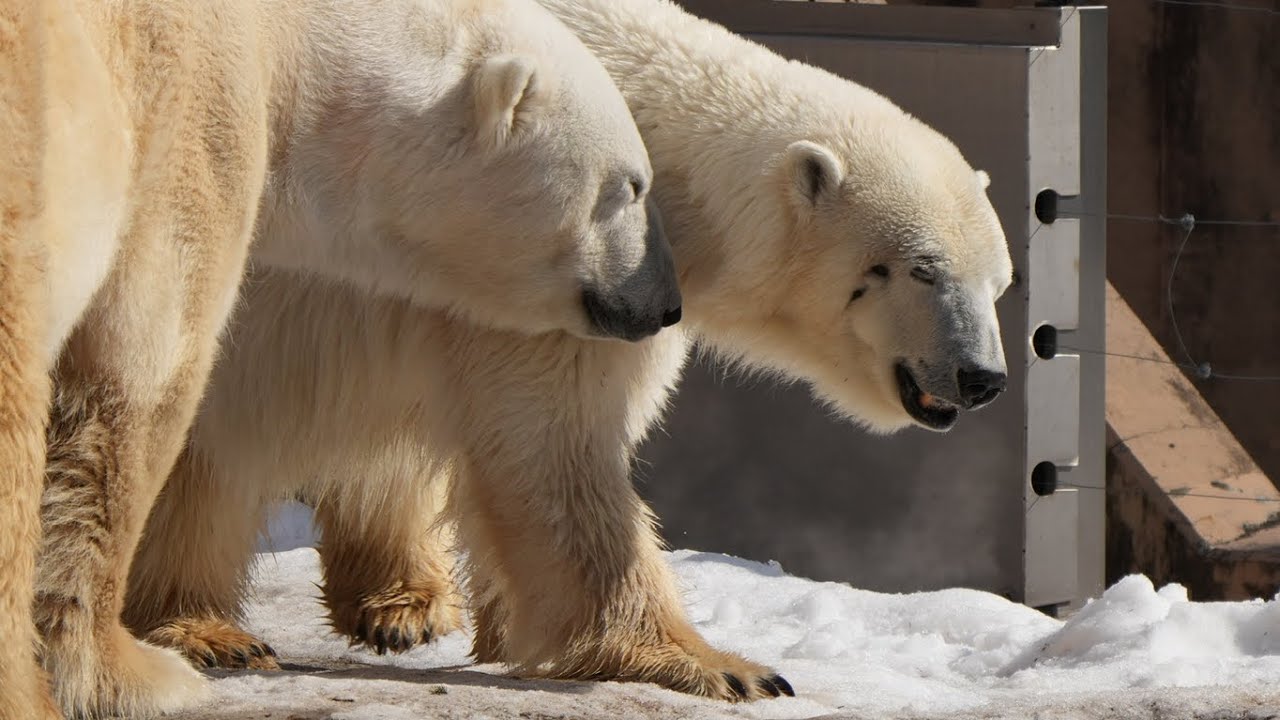 2026 2 25 旭山動物園 ピリカ ホクト ルル