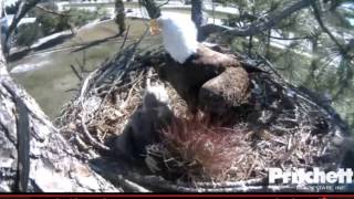 E6 investigates the porcupine-y clump - Southwest Florida Bald Eagles