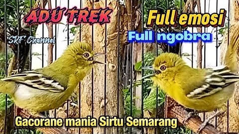 sirtu/cipoh gacor full emosi super ampuh menaikan birahi#sirtugacor@srfchannel3881