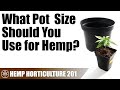 Choosing a pot size for your hemp plants