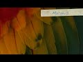 Fieldwork in the Peruvian Amazon | Macaws