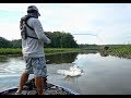 Angry Beaver Attacks my lure while Bass Fishing - Potomac River FLW Tour Practice Day