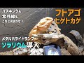 【フトアゴヒゲトカゲ】ソラリウム導入しました【メタルハライドランプ】