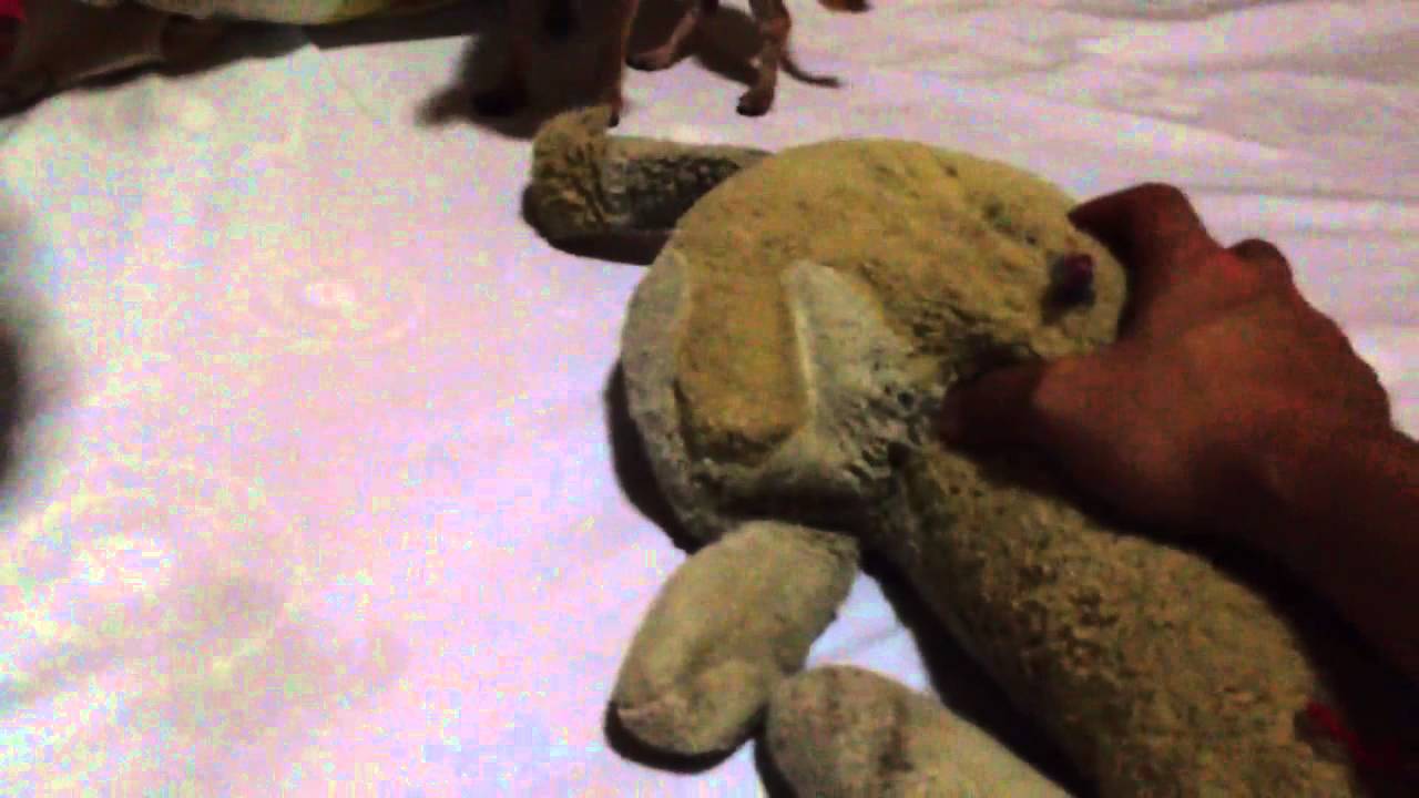 P-Knot with huggy - YouTube