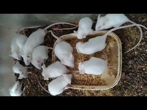 Video: Ano Ang Kinakain Ng Isang Mouse