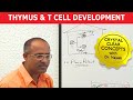 Thymus and T Cell Development - Immunology