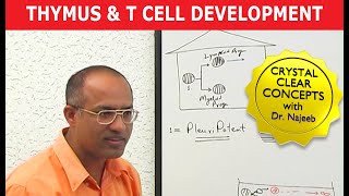 Thymus and T Cell Development | Immunology