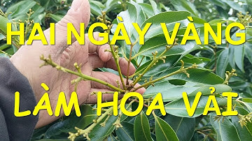 Vải Thiều Lục Ngạn, Bắc Giang chuẩn bị ra hoa rộ.