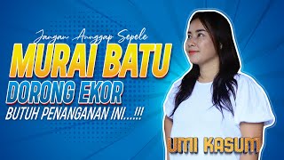 umi Kasummary This Is How To Care For Moulting Murai Batu Bird