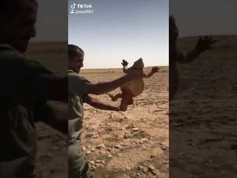 صيد ضبان اكبر ضب