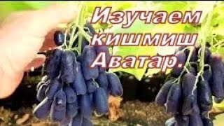 Кишмиш АВАТАР!  Определение зрелости и времени среза?