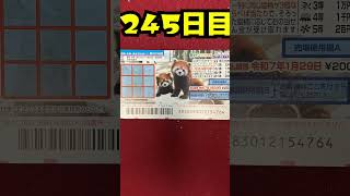 【245日目】100万円当たるまで毎日宝くじ買うチャレンジ【にじさんじ/グウェル・オス・ガール】