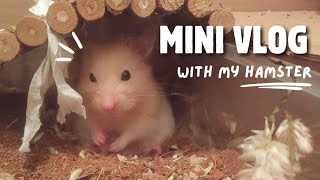 Hamster VLOG 🐹🌼 | A Day in my Life with a Hamster 🌾