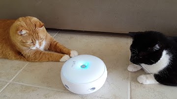 Rusty & Eddy playing with the new toy - (PetFusion Ambush AKA Pounce)