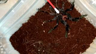 Ornithoctonus Aureotibialis