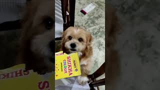 # Lhasa Apso# cute# funny dog video# masti time# toy breed# puppy#viral #trending #shortsvideo