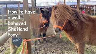 How To Have A Well-Behaved Shetland Pony - Tv Episode 435