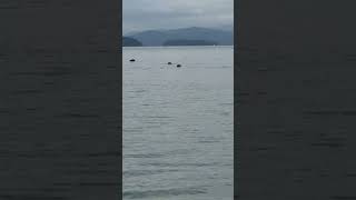 Seals in a Pylades island cove