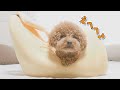 小さなバナナベッドにハマる犬が可愛すぎる【トイプードル】