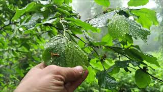Walking In The Hyrcanian Forests On A Rainy Spring Day, Part One