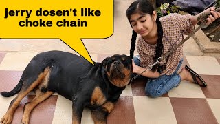 My dog's bad habit||funny dog videos||rottweiler