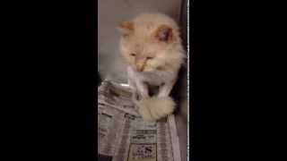 SIMBA - Rescued!