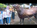 AKHIRNYA BELI DUA SAPI QURBAN BESAR 🐄 BERAT HAMPIR SATU TON | Salsa and Family