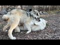 Wolf wrestling 101 how to play and not get hurt