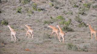 Playful Family of Giraffe