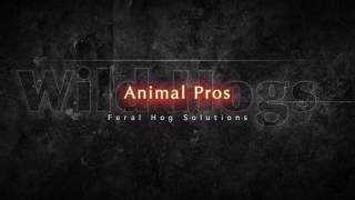 Port Charlotte Feral Hog Control | Punta Gorda, FL HOG Trapping | Wild Hogs