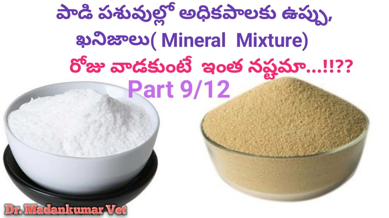 How Minerals and Salt Increases Milk Production in buffaloes and Cows