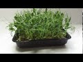   affilla cress