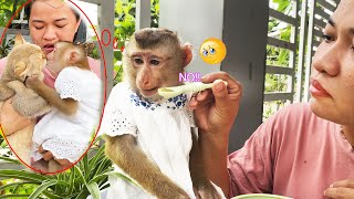Monkey Lyly stopped eating because cat Tommy went missing