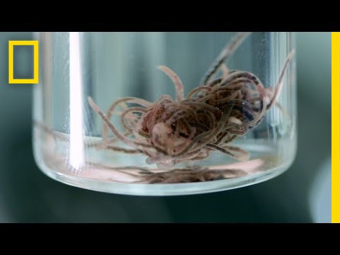 New Discovery: Blood-Red Worms That Thrive in a Toxic Cave (EXCLUSIVE VIDEO) | National Geographic