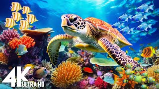 [NEW] 3HR Stunning 4K Underwater footage -Rare & Colorful Sea Life Video - Relaxing Sleep Music #24