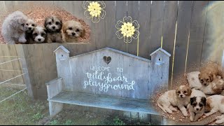 PetCenter Breeder Trip - Teddybear Playground by PetCenter Old Bridge 251 views 1 year ago 2 minutes, 10 seconds