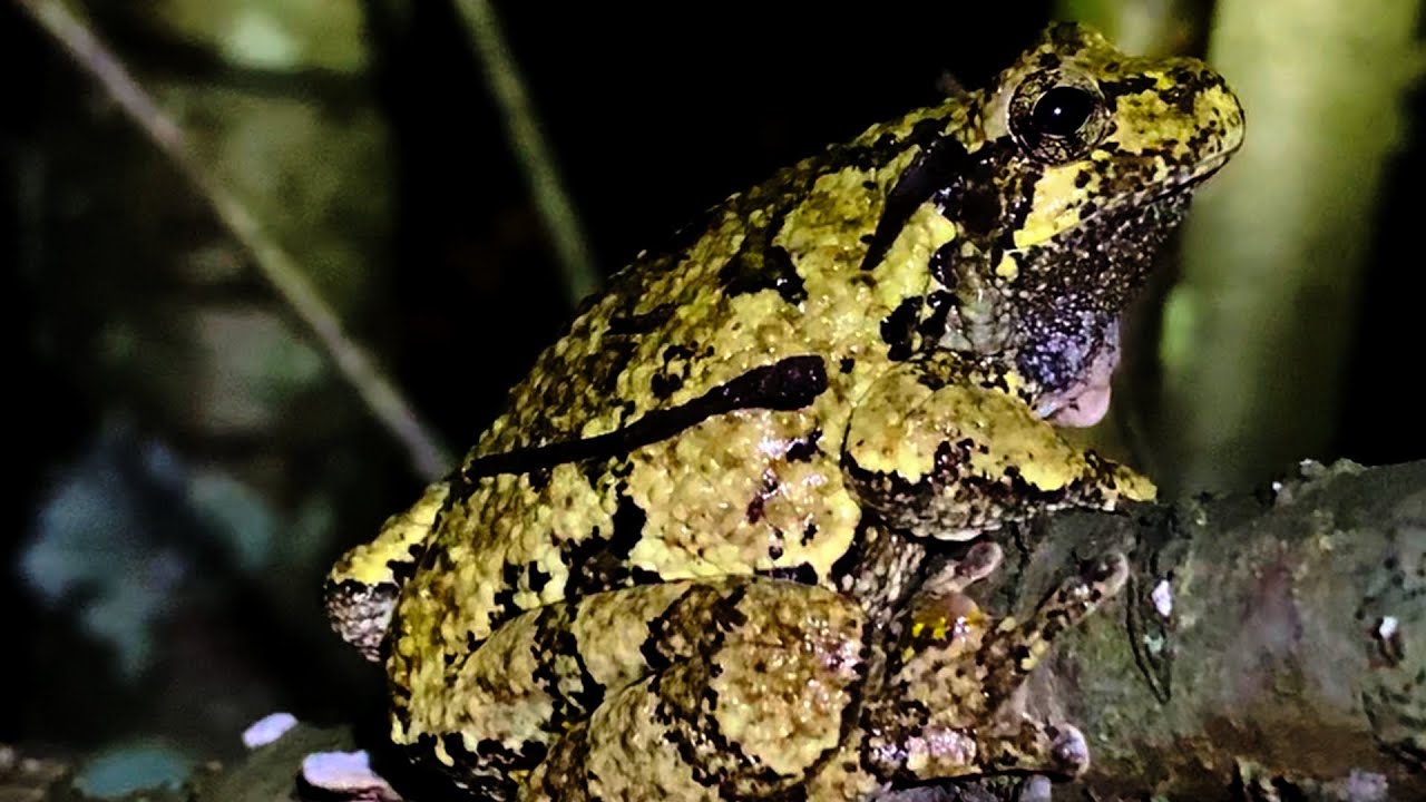 Inside Conservation Efforts For Gray Tree Frogs - Youtube