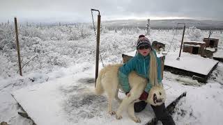 Meet All 17 Of My Sled Dogs