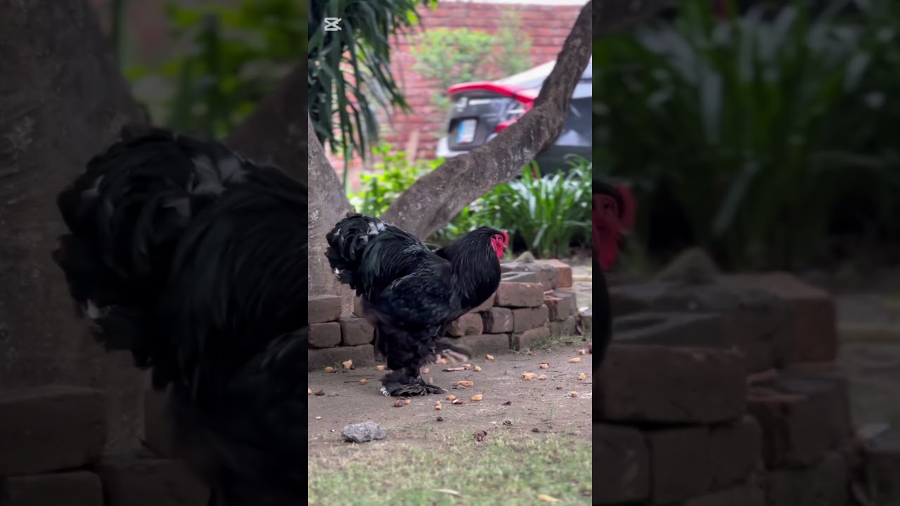 Black Brahma - One Of the Largest Breeds - Top Bloodline🇵🇰