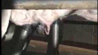 Tv Cultura - De Onde Vem O Leite - Kika