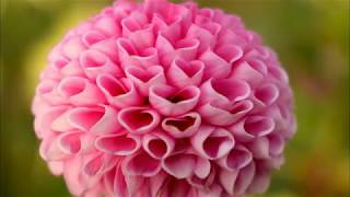 Beautiful Flower Photo Slide Show With Music Vol 3 HD Beautiful Flower Photo Slide Show With Music Vol 3 HD